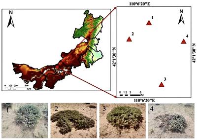 Relationship between root system-soil C:N:P and soil microbial diversity at different evolutionary stages of Caragana tibetica scrub in arid desert grassland, Northern China